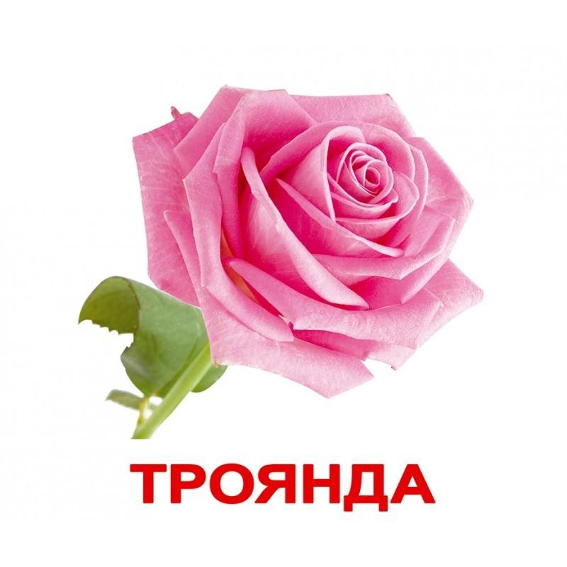 Карточки Домана \"Квіти\" украиноязычные, 20 карточек, Вундеркинд с пеленок
