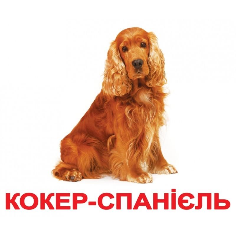 Карточки Домана \"Породи собак\" украиноязычные, 20 карточек, Вундеркинд с пеленок