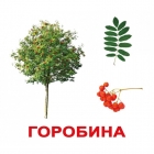 Карточки Домана "Дерева" украиноязычные, 20 карточек, Вундеркинд с пеленок