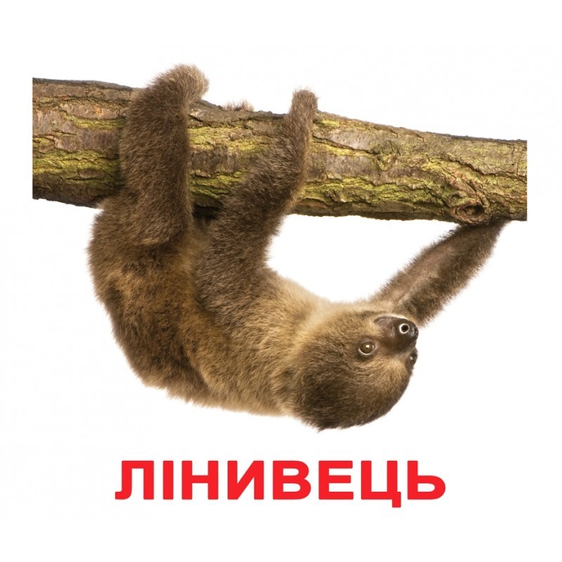 Картки Домана "Екзотичні тварини" україномовні, 20 карток, Вундеркінд з пелюшок