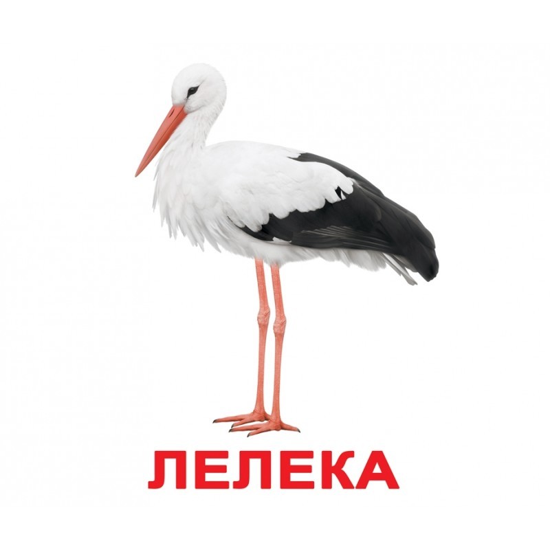 Картки Домана "Птахи" україномовні, 20 карток, Вундеркінд з пелюшок